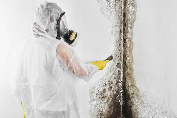 Best Affordable Mold Removal  in Johnson, AR