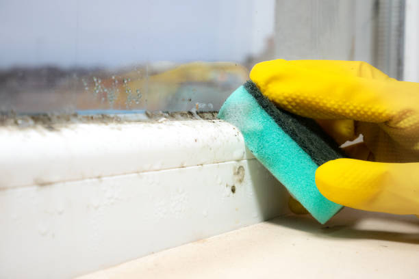 Best Toxic Mold Removal  in Johnson, AR