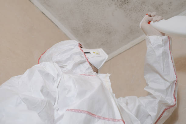 Best Home Mold Removal  in Johnson, AR
