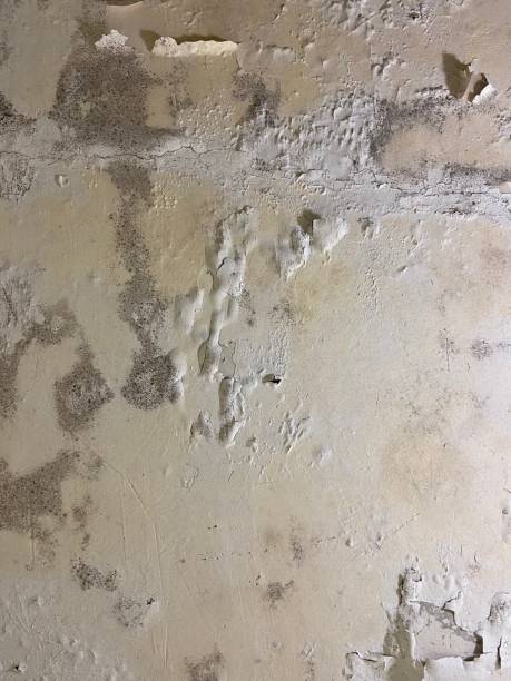 Best Mold Testing  in Johnson, AR
