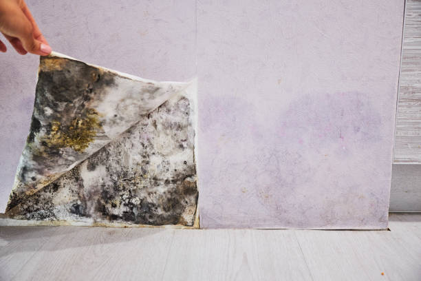 Best Mold Cleaning Services  in Johnson, AR